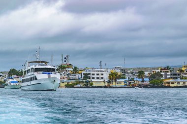 Sant Cruz kıyılarında, Galapagos, Ecuador