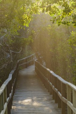 Raylights, iz, Galapagos, Ecuador
