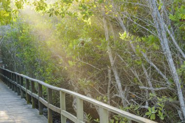 Raylights, iz, Galapagos, Ecuador