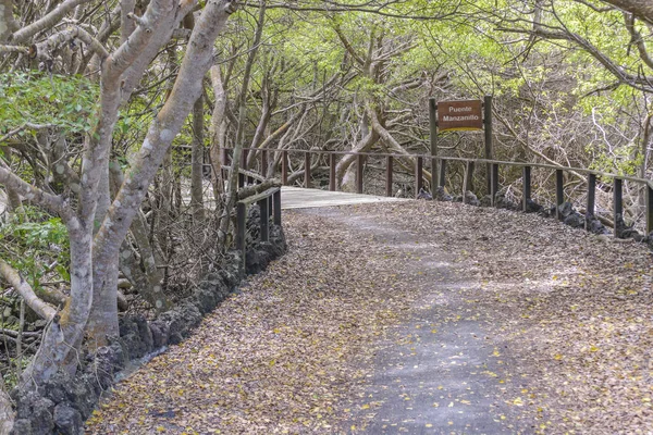 Jejak Turis Galapagos — Stok Foto