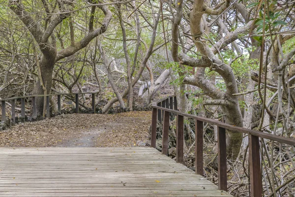 Jejak Turis Galapagos — Stok Foto