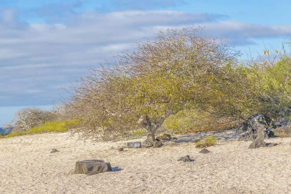 Boş Beach, Galapagos, Ecuador