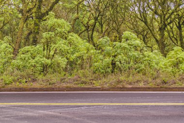 Orman, Galapagos, Ekvador, boş Otoban