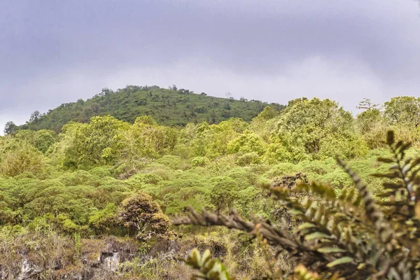 Scalesia orman, Galapagos, Ecuador