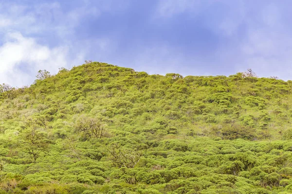 Bosque Scalesia, Galápagos, Ecuador — Foto de Stock