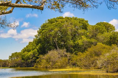 Nehir manzara sahne, Galapagos, Ecuador