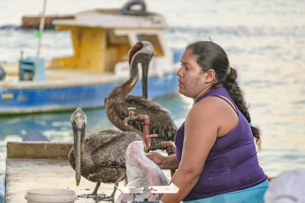 Prodavače ryb obklopené pelikánů, Galapágy, Ekvádor — Stock fotografie
