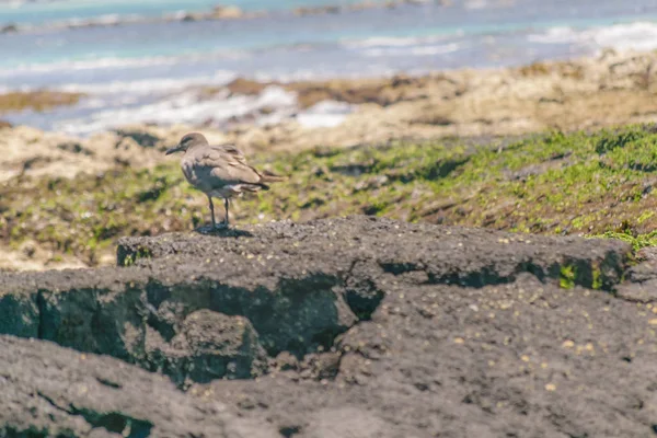 岩のビーチの上に鳥 — ストック写真