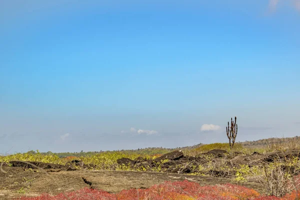 Cena de paisagem na ilha Isabela, Galápagos, Equador — Fotografia de Stock