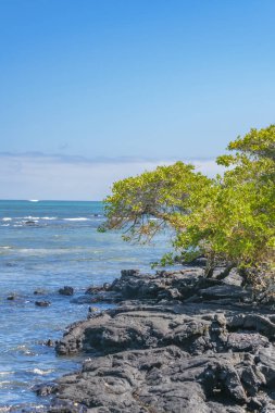 Kayalık sahil peyzaj, Galapagos, Ecuador