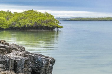 Deniz manzarası Santa Cruz adasında, Galapagos, Ecuador