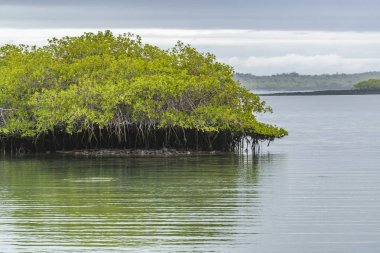 Deniz manzarası Santa Cruz adasında, Galapagos, Ecuador
