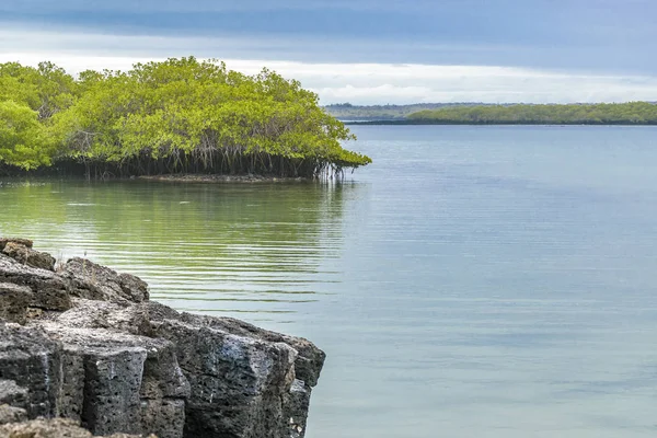 Deniz manzarası Santa Cruz adasında, Galapagos, Ecuador