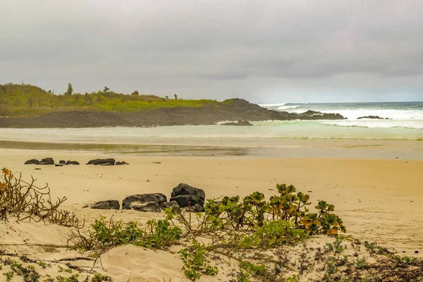 Tortuga Bay Beach, Galapagos, Ecuador — Stok fotoğraf