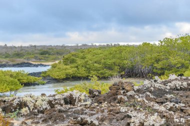 El Garrapatero Beach, Galapagos, Ecuador
