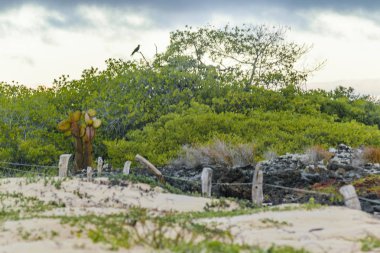 El Garrapatero Beach, Galapagos, Ecuador