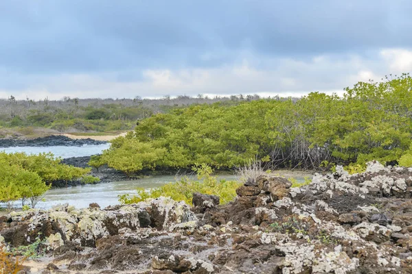 El Garrapatero Beach, Galapagos, Ecuador
