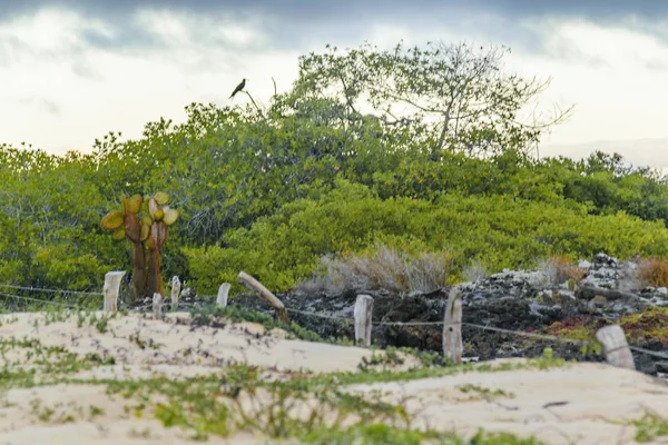 El Garrapatero Beach, Galapagos, Ecuador