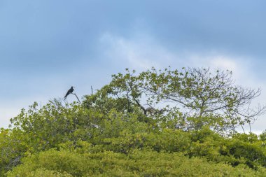 Manzara sahne, El Garrapatero, Galapagos, Ecuador