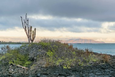 Manzara sahne, El Garrapatero, Galapagos, Ecuador
