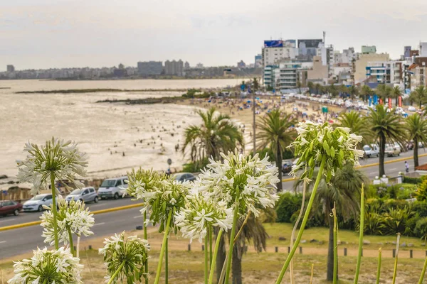 Antenne weergave Montevideo Beach, Uruguay — Stockfoto