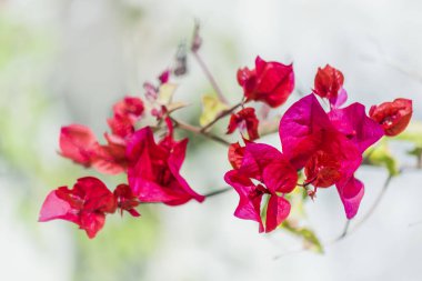 Santa Rita çiçek portre