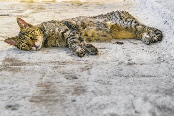 Кошка, лежа на полу — стоковое фото