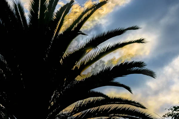Cena do pôr do sol da silhueta da palmeira — Fotografia de Stock
