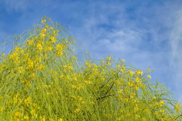 Flores amarillas y cielo azul — Foto de Stock