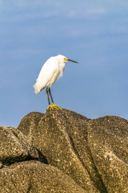 Rock üstündeki Beyaz balıkçıl