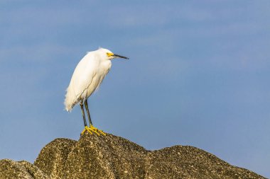 Rock üstündeki Beyaz balıkçıl