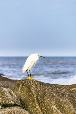 Rock üstündeki Beyaz balıkçıl