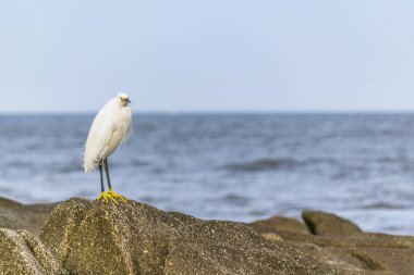 Rock üstündeki Beyaz balıkçıl