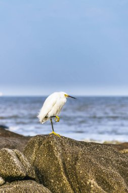 Rock üstündeki Beyaz balıkçıl