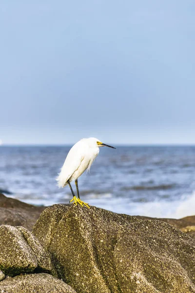 Rock üstündeki Beyaz balıkçıl