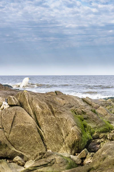 Héron blanc au sommet du rocher — Photo