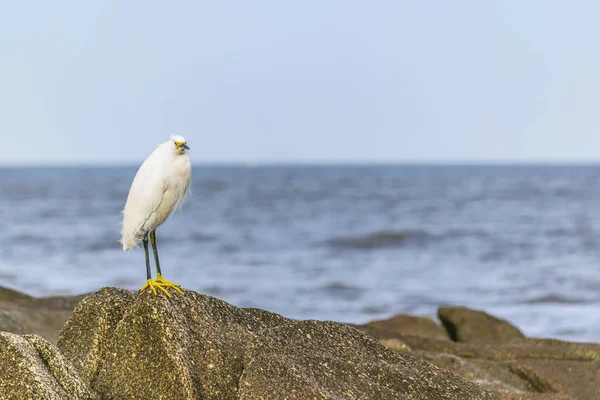 Rock üstündeki Beyaz balıkçıl
