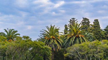 Büyük ağaçlar Park