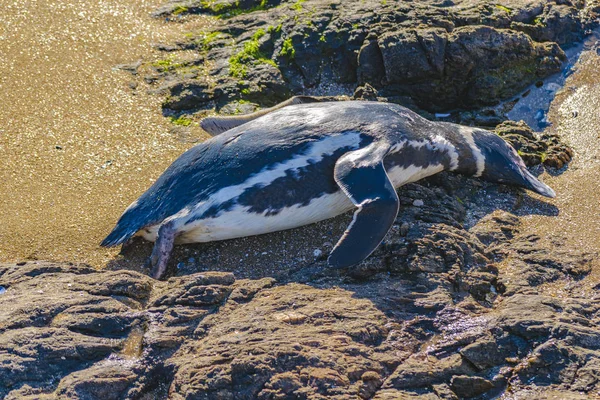 ビーチで死んだペンギン — ストック写真