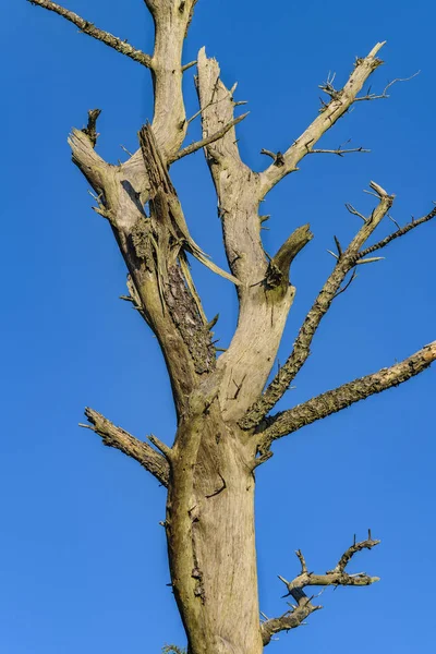 Árbol sin hojas en el cielo azul —  Fotos de Stock