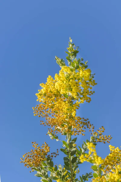 Flores amarillas en el cielo azul — Foto de Stock