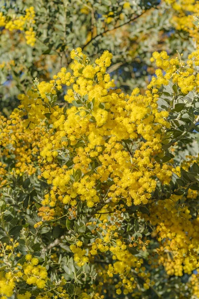 Fondo flores amarillas — Foto de Stock