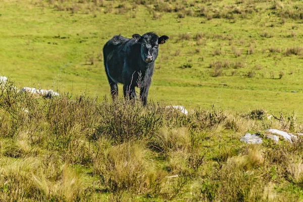 在农村，马尔多纳多，乌拉圭牛 — 图库照片