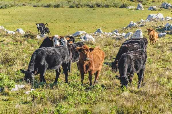 Αγελάδες στο ύπαιθρο, Maldonado, Ουρουγουάη — Φωτογραφία Αρχείου