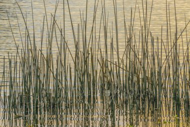 Su bitkileri arka plan