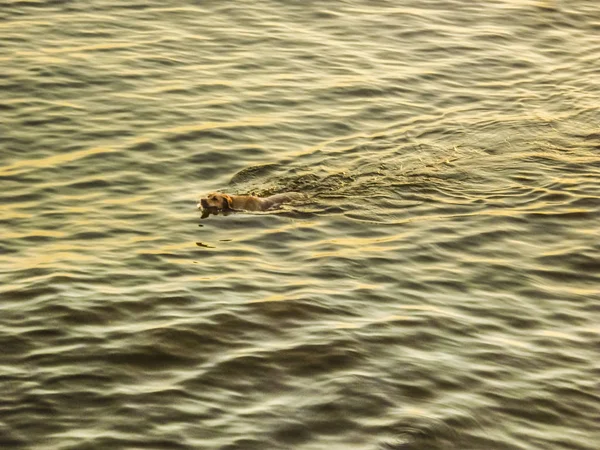 Dog Swimming at River Royalty Free Stock Images