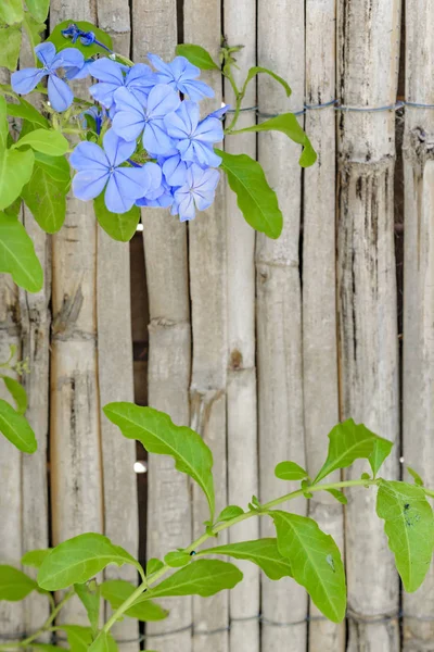 Blue Flowers Against Wooden Background — Stock Photo, Image