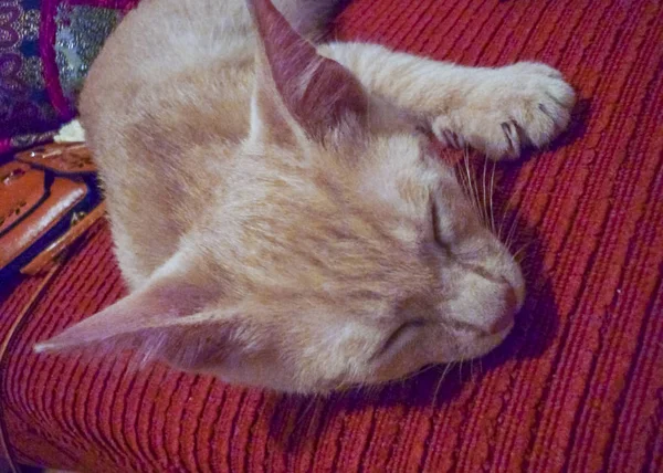 Gatito amarillo durmiendo en el sofá — Foto de Stock