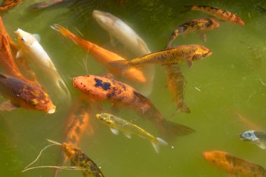 Koi balıkları gölet