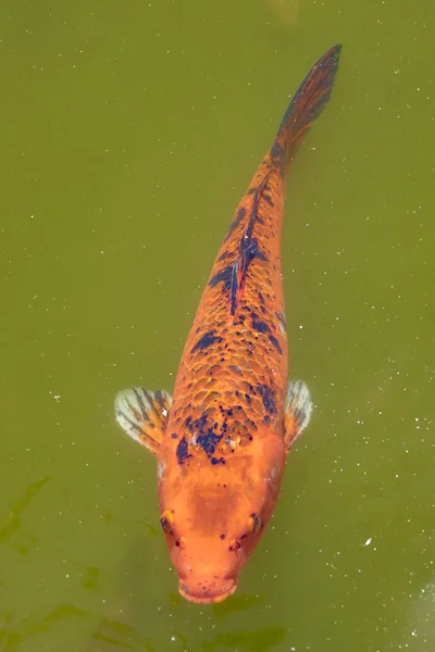 池で鯉魚 — ストック写真